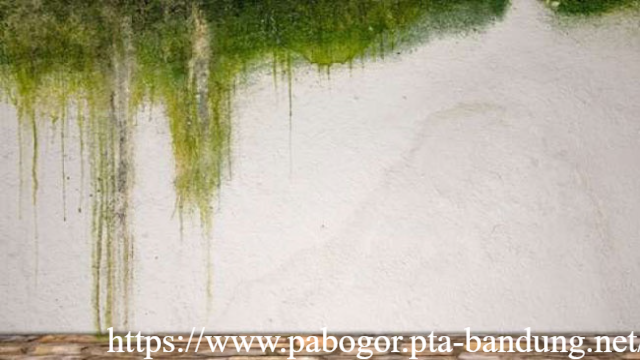 Cara Efektif Atasi Lumut di Dinding Rumah Dekat Sawah